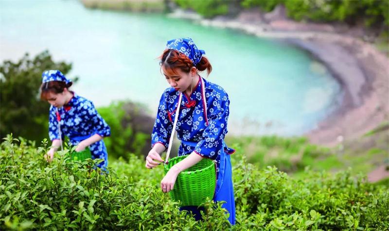 采茶旅行團(tuán)建攻略 太湖采茶活動(dòng)