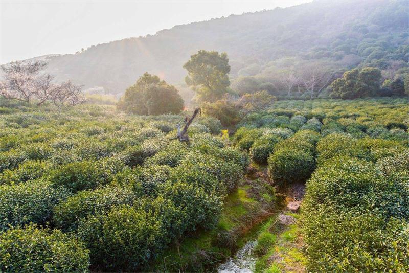 春季旅游采茶活動(dòng) 東山春季采茶活動(dòng)