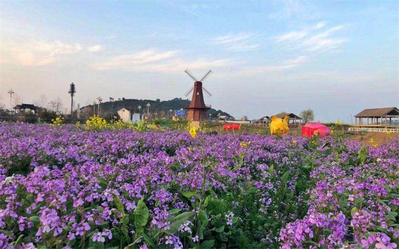 1607824633959393.jpg 太湖花海景區(qū).jpg