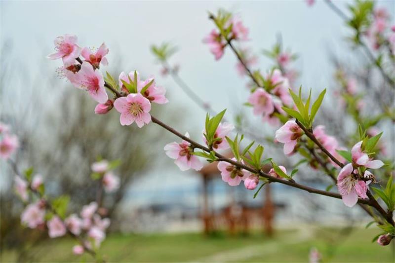 蘇州太湖旅游團(tuán)建 太湖桃花島景區(qū)