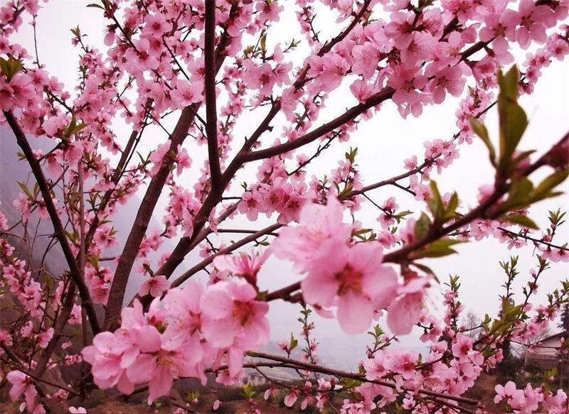 1614769215107674.jpg 太湖桃花島.jpg