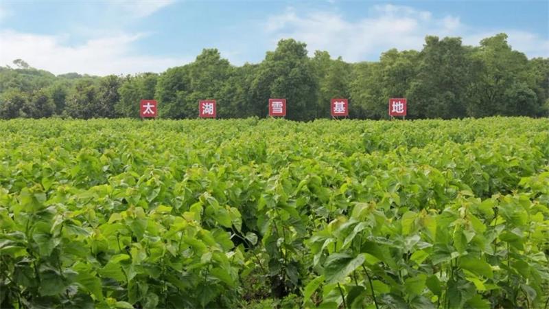 1617608969833267.jpg 太湖研學(xué)活動.jpg