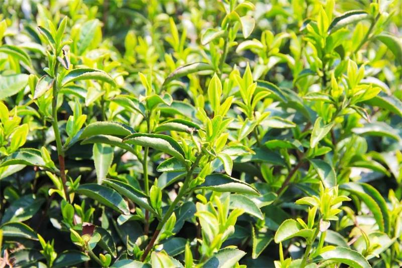 1619094863631018.jpg 太湖旅行策劃.jpg