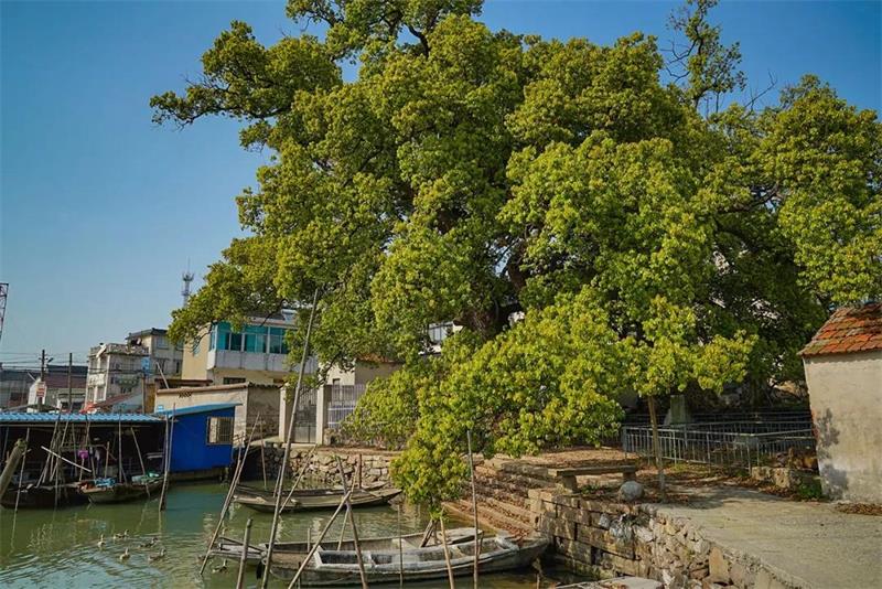 1619268194781026.jpg 太湖旅行策劃.jpg