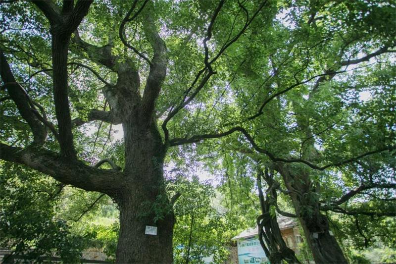 1619268649661828.jpg 太湖旅行策劃.jpg