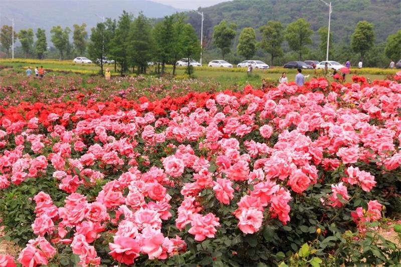 1621467519586566.jpg 玫瑰園.jpg