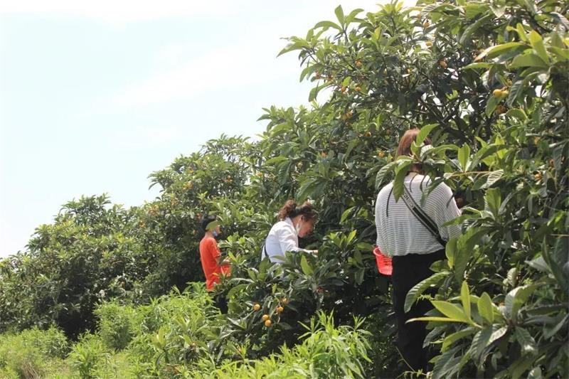 1621467597554378.jpg 西山枇杷采摘.jpg