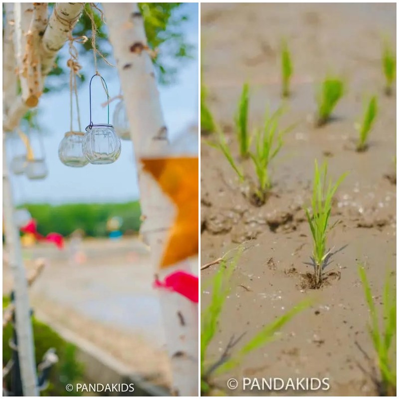 1622376696960211.jpg 太湖插秧節(jié)活動(dòng).jpg