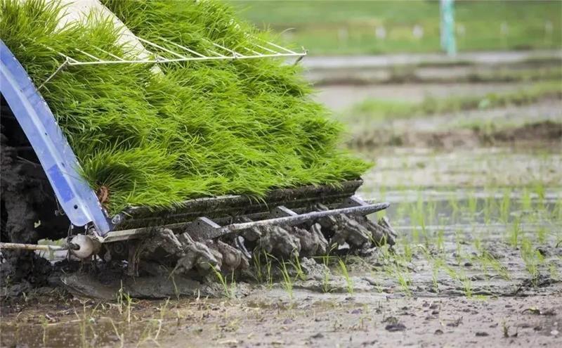 1622376925209822.jpg 太湖插秧節(jié)活動(dòng).jpg