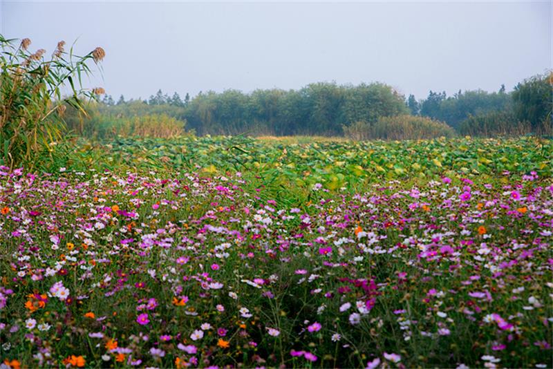 1623846028179055.jpg 太湖三山島景區(qū).jpg