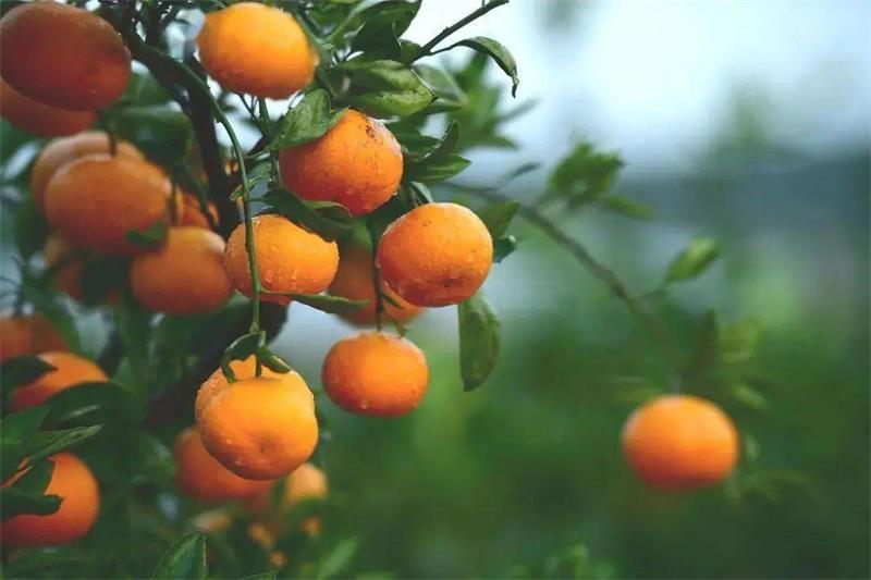 1630982304905991.jpg 采橘子.jpg