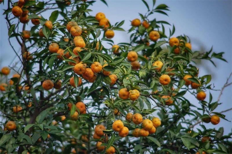 1630982421895362.jpg 西山橘子采摘.jpg