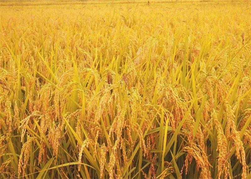 1631253791754131.jpg 秋季太湖旅游活動.jpg