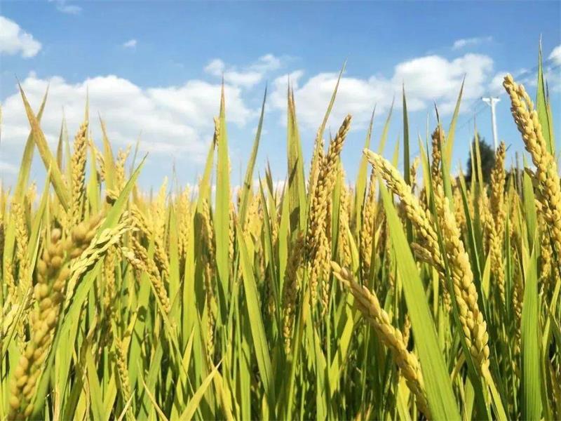 1631253848276005.jpg ab1167f19687422f87c40a9072b95133.jpg