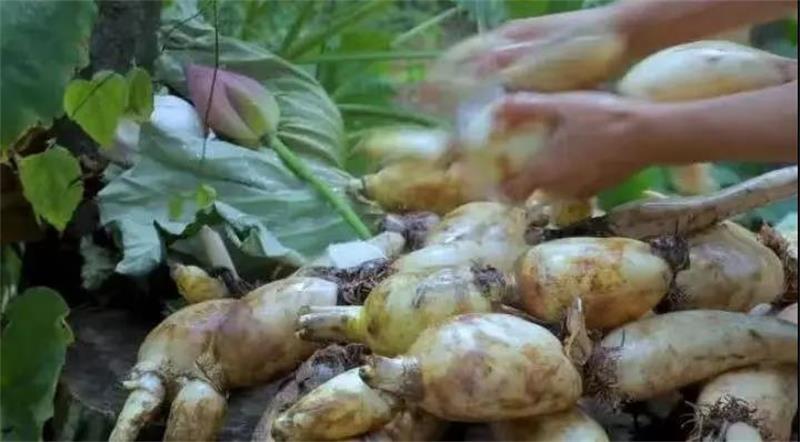 1632714918148674.jpg 太湖國慶活動.jpg